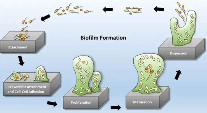 纯化水系统生物膜的形成机制、检测方法与去除